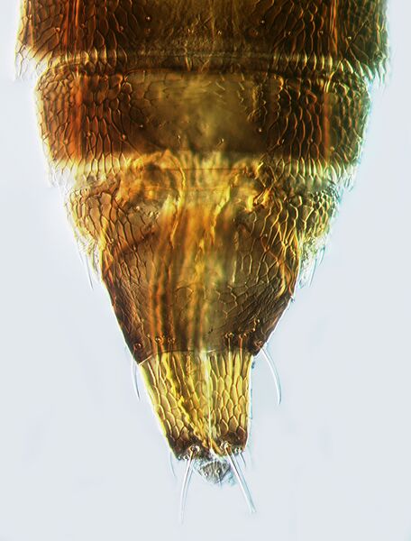 File:Astrothrips chisinliaoensis.jpg