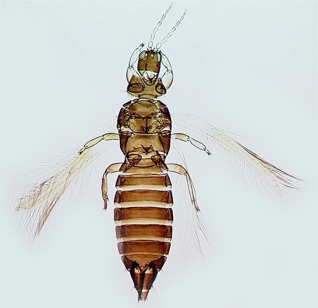 File:Holarthothrips tenuicornis female.jpg