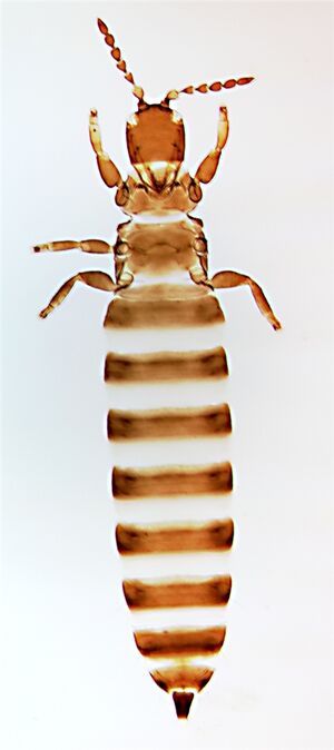 MinaeiAliceae.jpg