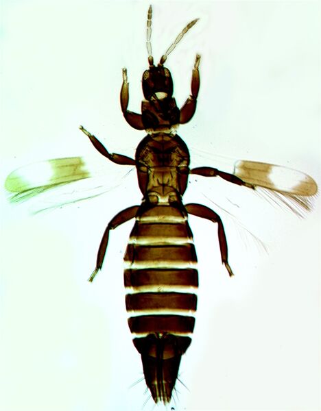 File:Desmobarrowi.jpg