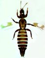 Thumbnail for version as of 00:29, 25 March 2013