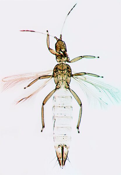 File:Franklinobassetti.jpg