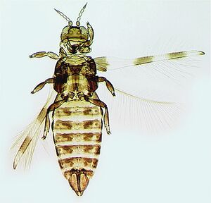 Dendrothrips ornatus.jpg