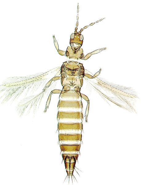 File:Dichromosmithi1-1-.jpg