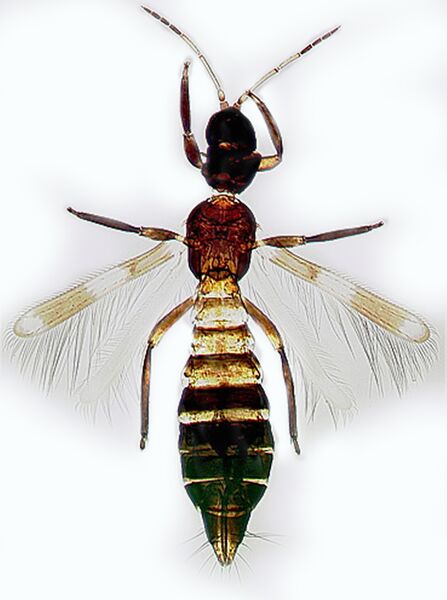 File:Franklinothrips variegatus female.jpg