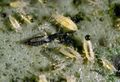 HeliothripsLive2.jpg