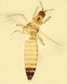 Thumbnail for version as of 03:16, 22 April 2013
