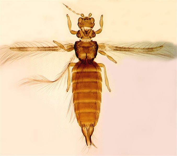 File:Copidooctarticulatus.jpg