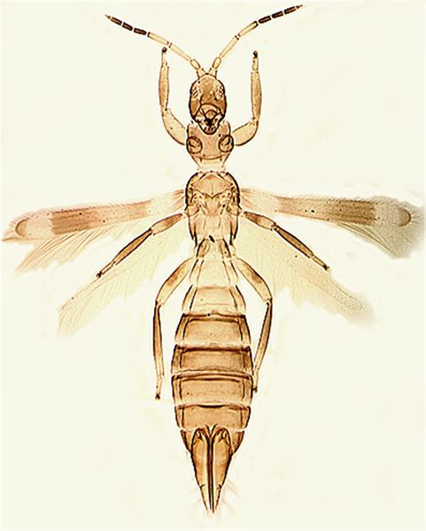 File:Stomatoangfull cleaned.jpg