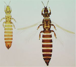 LimoCerSexDimorph cleaned.jpg