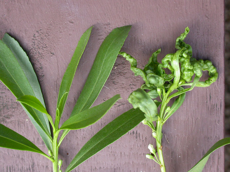 File:MyoporumInsulareGall.jpg