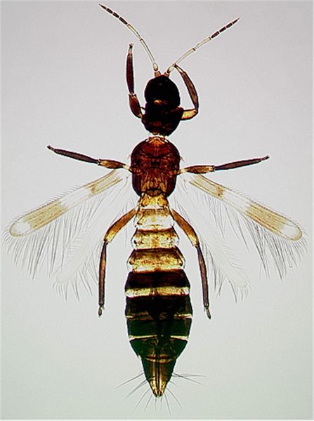 File:FranklinoVariegFem.jpg