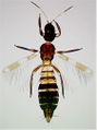 FranklinoVariegFem.jpg