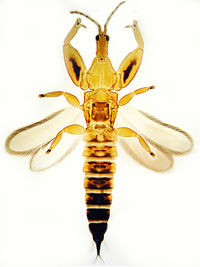 Lichanopastinus-1-.jpg