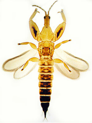 Lichanopastinus-1-.jpg