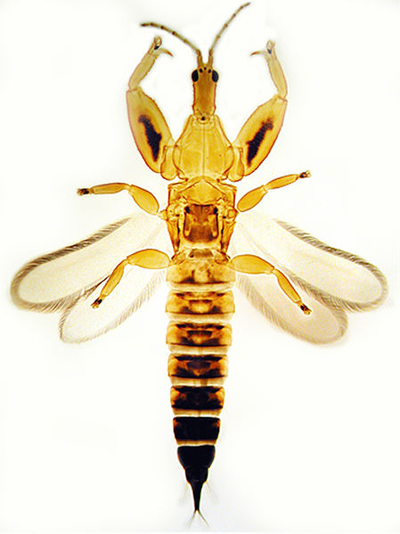 File:Lichanopastinus-1-.jpg
