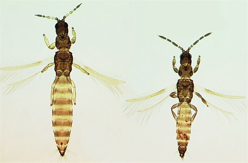 File:PlesPerpFandMFull.jpg