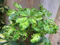 Thumbnail for version as of 03:32, 18 March 2013