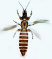 Thumbnail for version as of 02:36, 22 April 2013