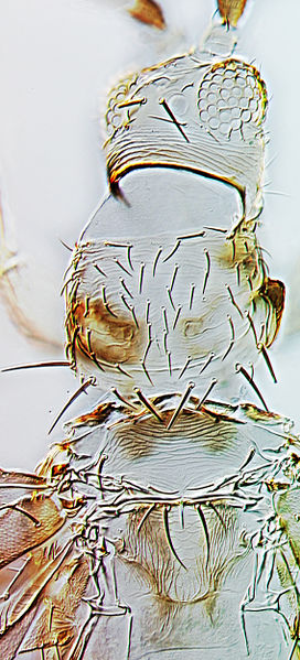 File:Mycterothrips nilgiriensis head.jpg