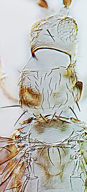 Mycterothrips nilgiriensis head.jpg