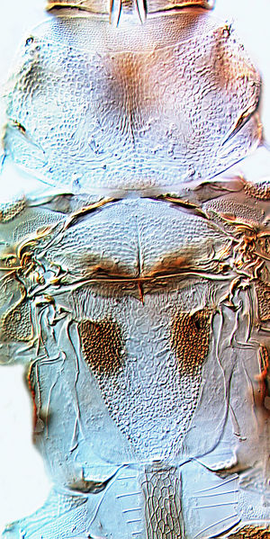 File:Stictothrips fimbrirata.jpg
