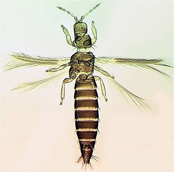 File:ThripsParvispFull.jpg