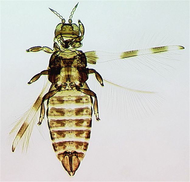 File:DendroOrnFull cleaned.jpg