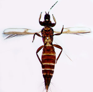 Erythridocubilis.jpg