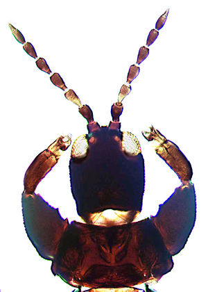 Dunatothrips vestitor head.jpg