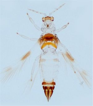 Neohydatobellisi.jpg