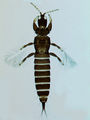 AkainoGremius.jpg