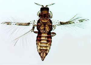 Ensiferoprimus.jpg