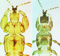Akainothrips Francisi Males.jpg
