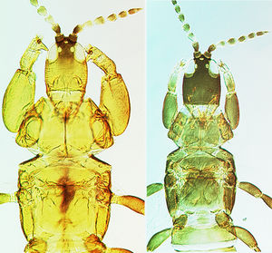 Akainothrips Francisi Males.jpg