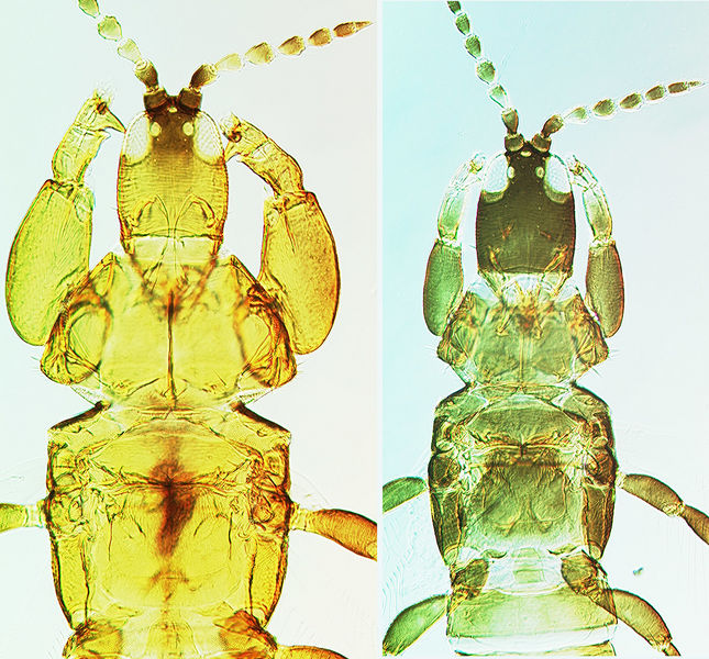 File:Akainothrips Francisi Males.jpg