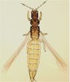 Thumbnail for version as of 01:53, 22 March 2013