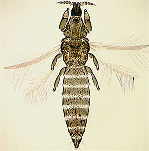 Arorathrips mexicanus.jpg