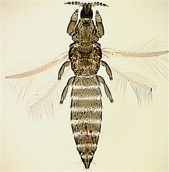 File:Arorathrips mexicanus.jpg