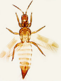Desmoaustralis-1-.jpg