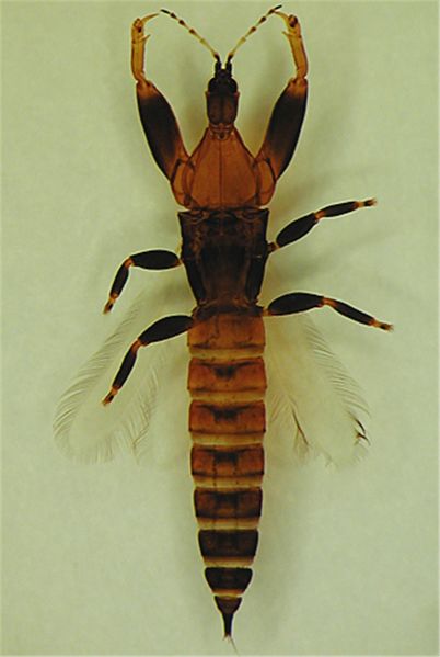 File:ParachGracil cleaned.jpg