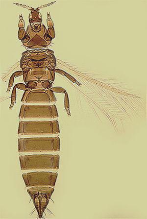Chirothrips manicatus.jpg