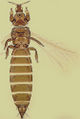 Thumbnail for version as of 02:13, 22 April 2013