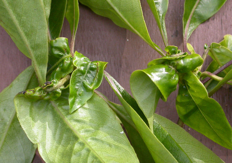 File:PittosporumUndulatum1Gall-1-.jpg