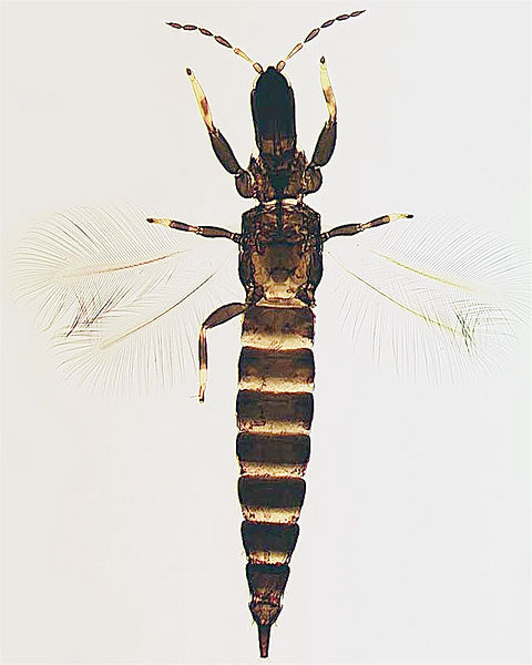 File:Macrophthalmothrips argus.jpg