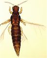 Thumbnail for version as of 02:15, 22 March 2013