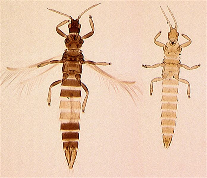File:Orgfull cleaned.jpg