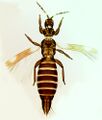 Thumbnail for version as of 00:26, 25 March 2013
