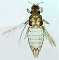 Thumbnail for version as of 02:15, 25 March 2013