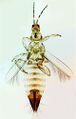 Thumbnail for version as of 00:19, 25 March 2013